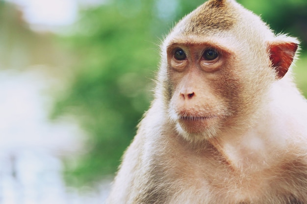 カオキアオオープン動物園、パタヤ、タイの猿