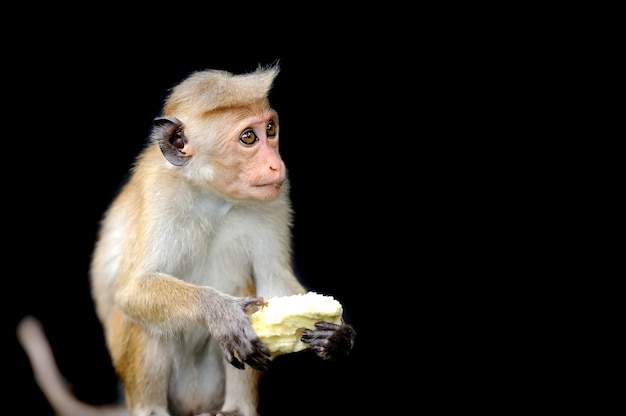 Foto scimmia nella natura vivente