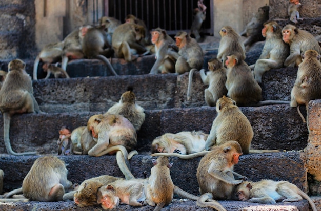 Monkey living in nature.