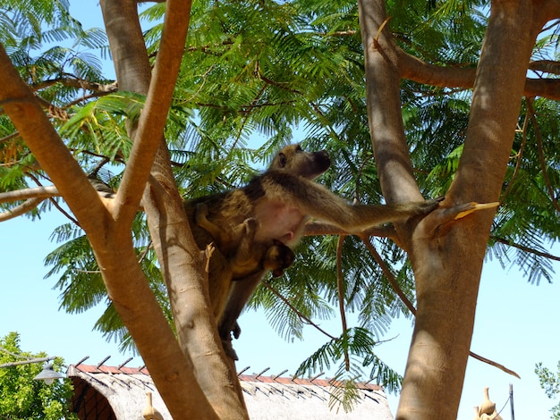 The monkey in Livingstone, Zimbabwe