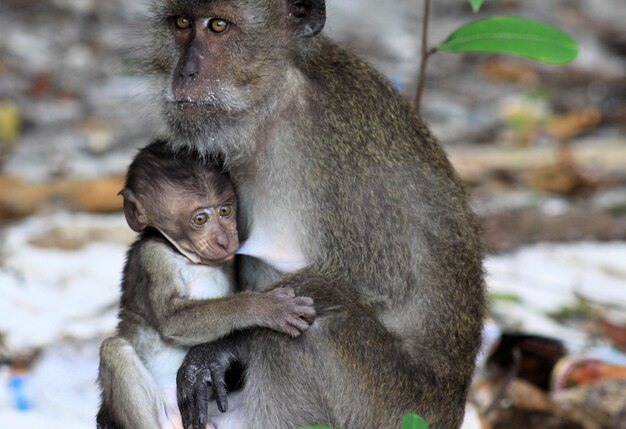 Monkey looking away outdoors