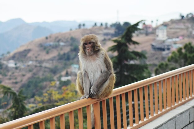 Monkey looking away on railing against mountain