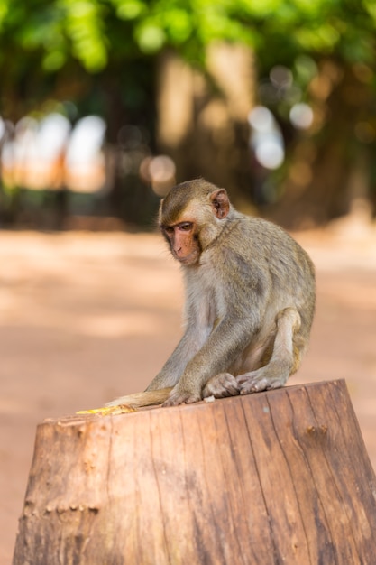 обезьяна ищет пищу на древесине