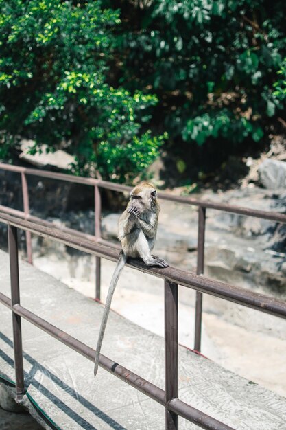 写真 金属のレールを通って見ている猿