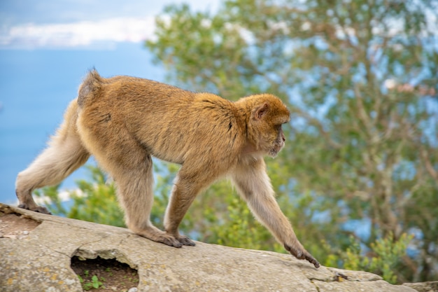 Monkey Macaca sylvanus in the wild on the Gibraltar peninsula