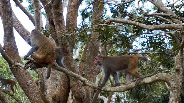 熱帯雨林の猿のマカク。自然環境のサル。中国、海南