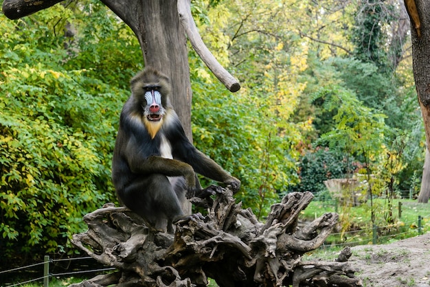 Monkey Mandrill sits on a tree