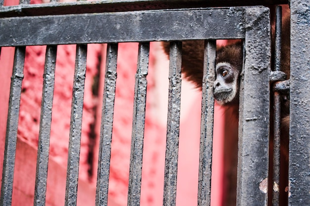 Photo monkey in metal cage at zoo