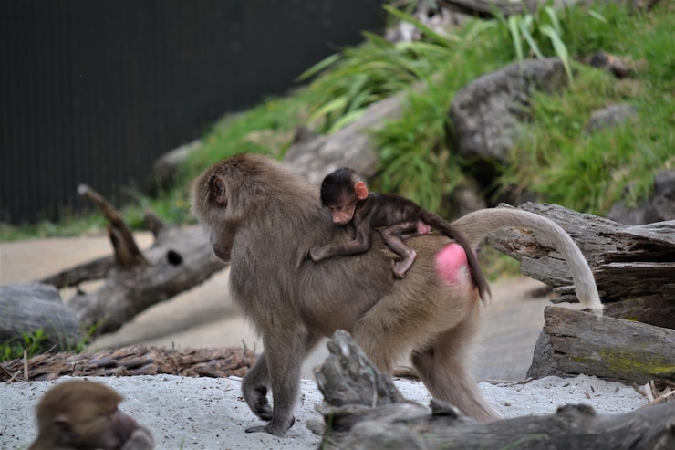 Photo monkey on monkeys