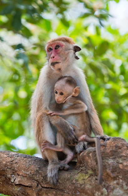 Monkey mother with a baby sitting in a tree