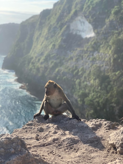 Foto scimmia al nusa penida t rex