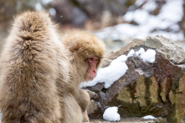 写真 岩の上にいる猿