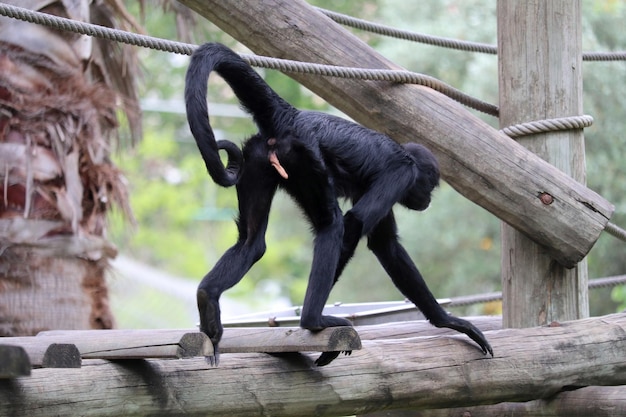 写真 動物園の木製の歩道橋の猿