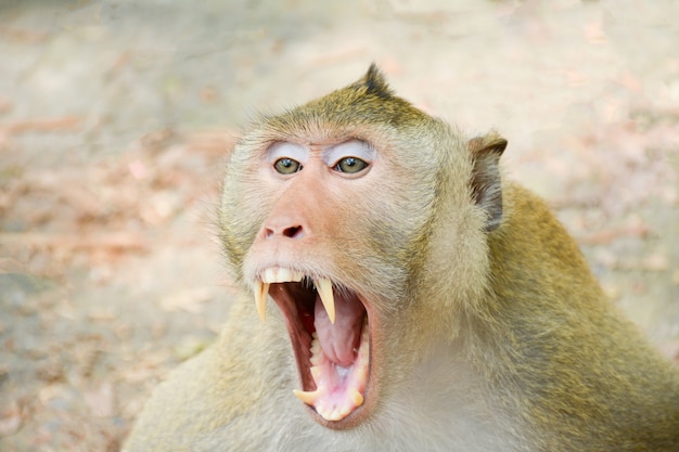 Photo monkey open mouth