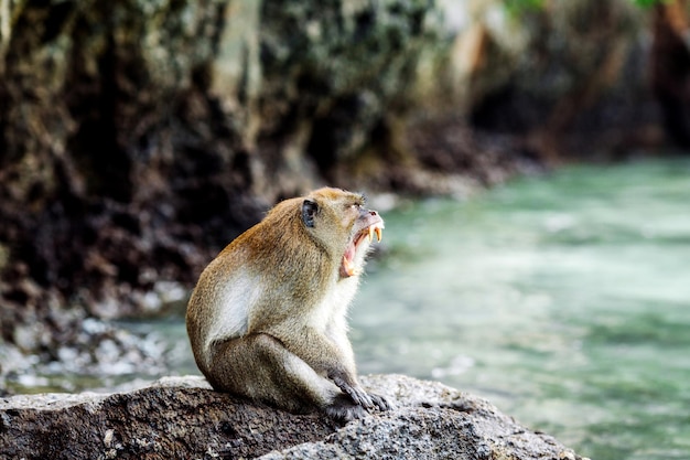 Monkey in outdoor park