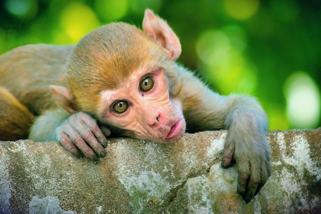 Photo monkey in playful mood looking into the cameraxa