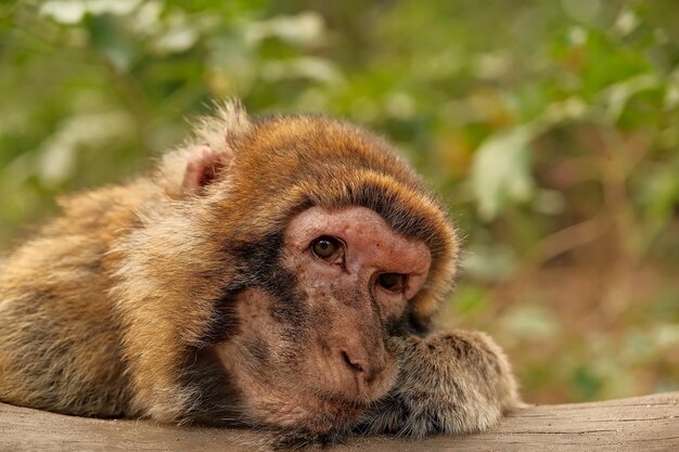 Monkey portrait in natural habitat