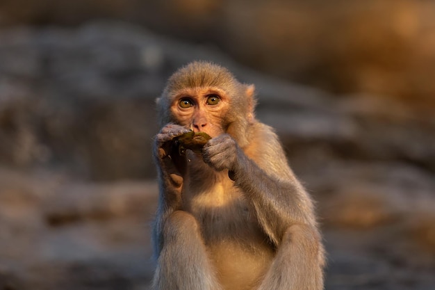 Monkey portrait at sunset