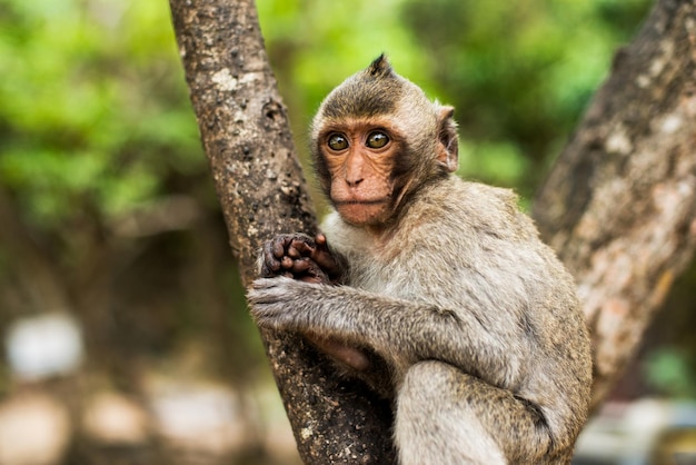 Monkey portrait in the wild nature