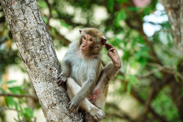 Monkey portrait