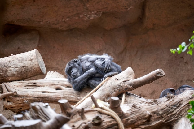 monkey relaxing at wild forest