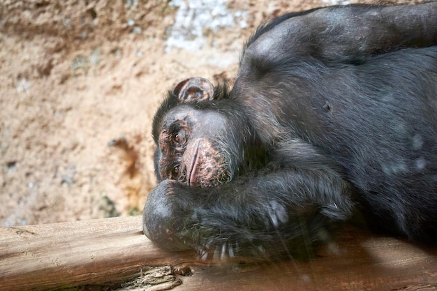 monkey relaxing at wild forest