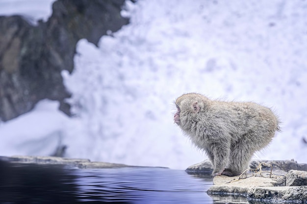 冬の間湖のそばの岩の上にいる猿