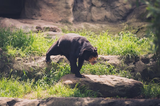 岩上のサル