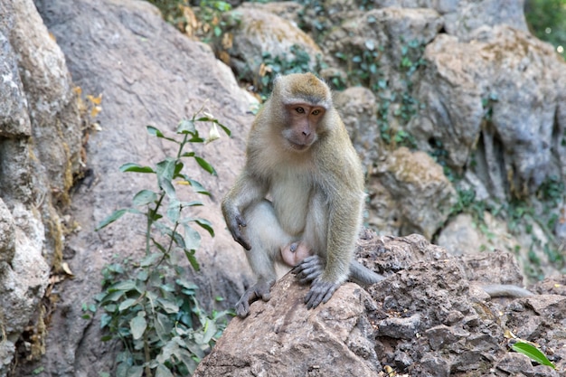 Monkey on rock