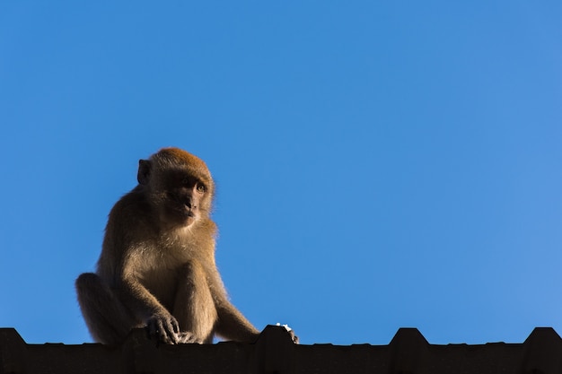 Monkey on roof