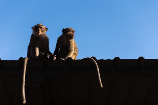 Monkey on roof