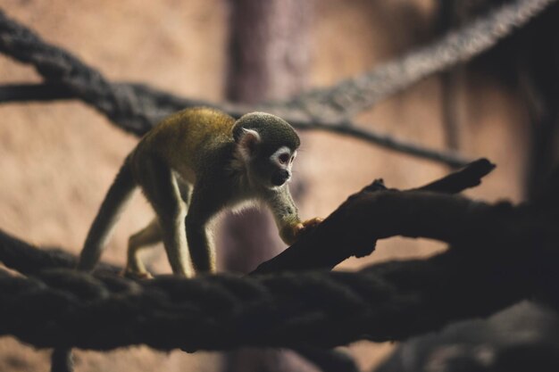 Photo a monkey on a rope in a zoo