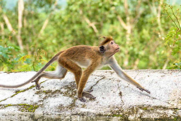 Monkey runs on the ancient Buddhist temple in Mulkirigala Sri Lanka