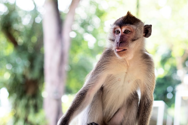 Monkey shows tongue