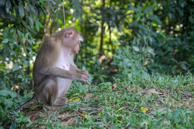 Monkey sitdown in side forest