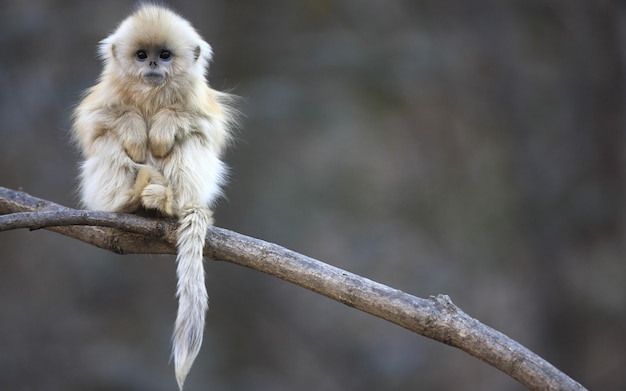 a monkey sits on a branch with a blurry background