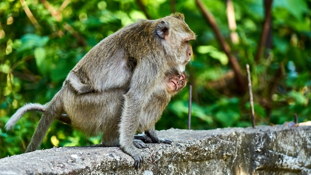 Monkey sits on a ground, looks at you. Koh Pangan, Thailand.