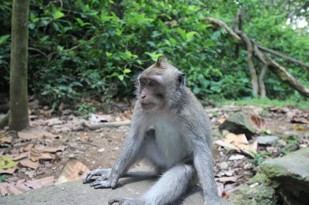 A monkey sits on a rock in the jungle.