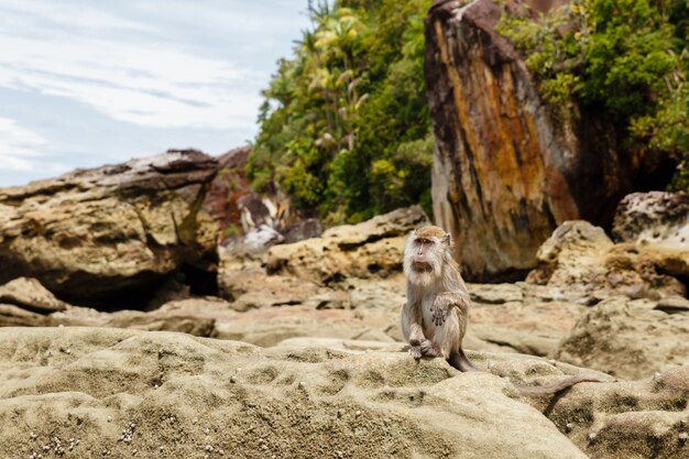 サルはボルネオ島の岩の上に座っています。