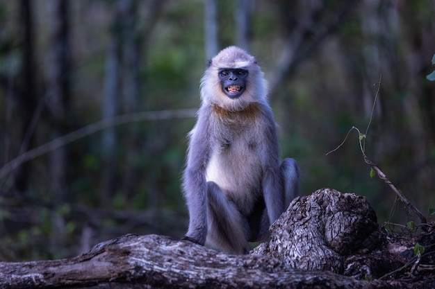 A monkey sits on a tree trunk in the forest.