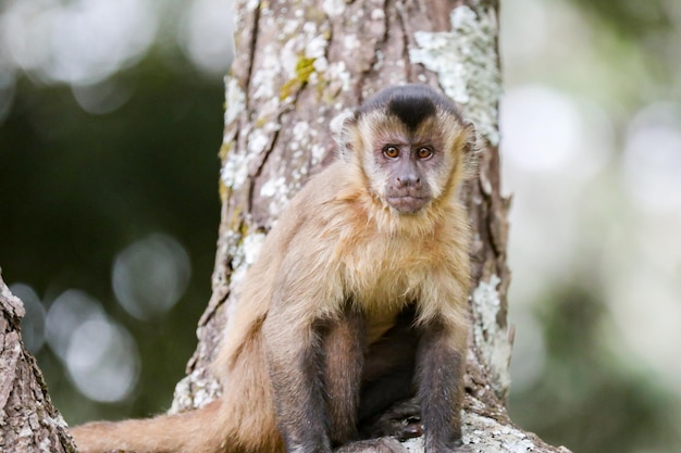 A monkey sits in a tree in the wild.