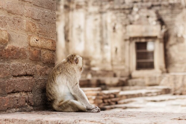 monkey sitting on buildings.