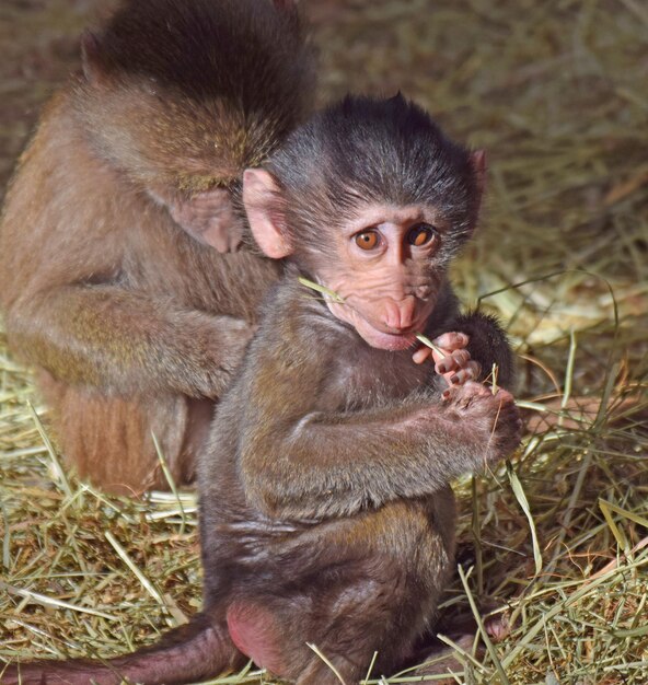 Photo monkey sitting in a field