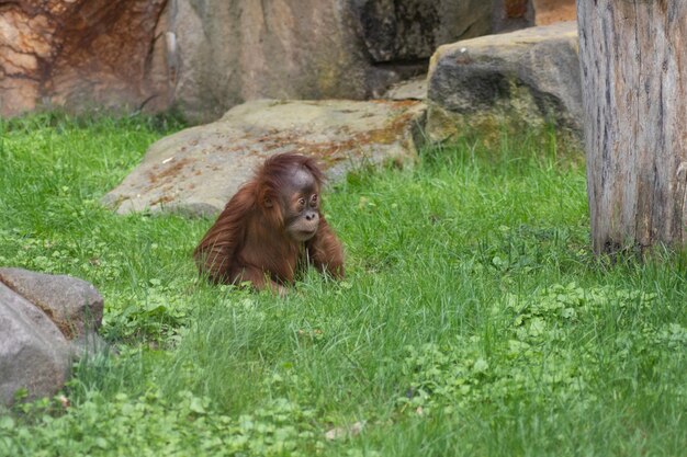 Monkey sitting in a field