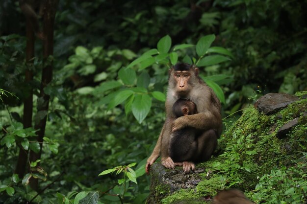 Foto scimmia seduta in una foresta