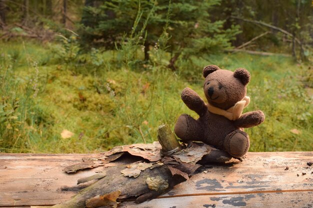 Foto scimmia seduta in una foresta