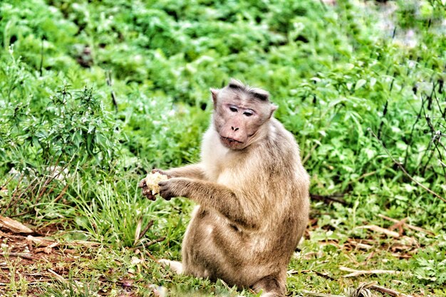 Monkey sitting on grass