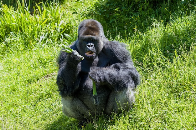 Monkey sitting on grassy field