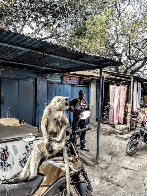 Photo monkey sitting on motorcycle while man standing outside closed stores