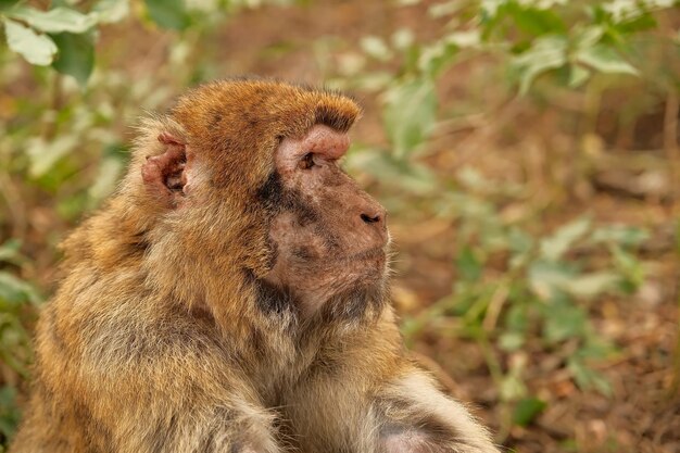 Foto scimmia seduta in un habitat naturale